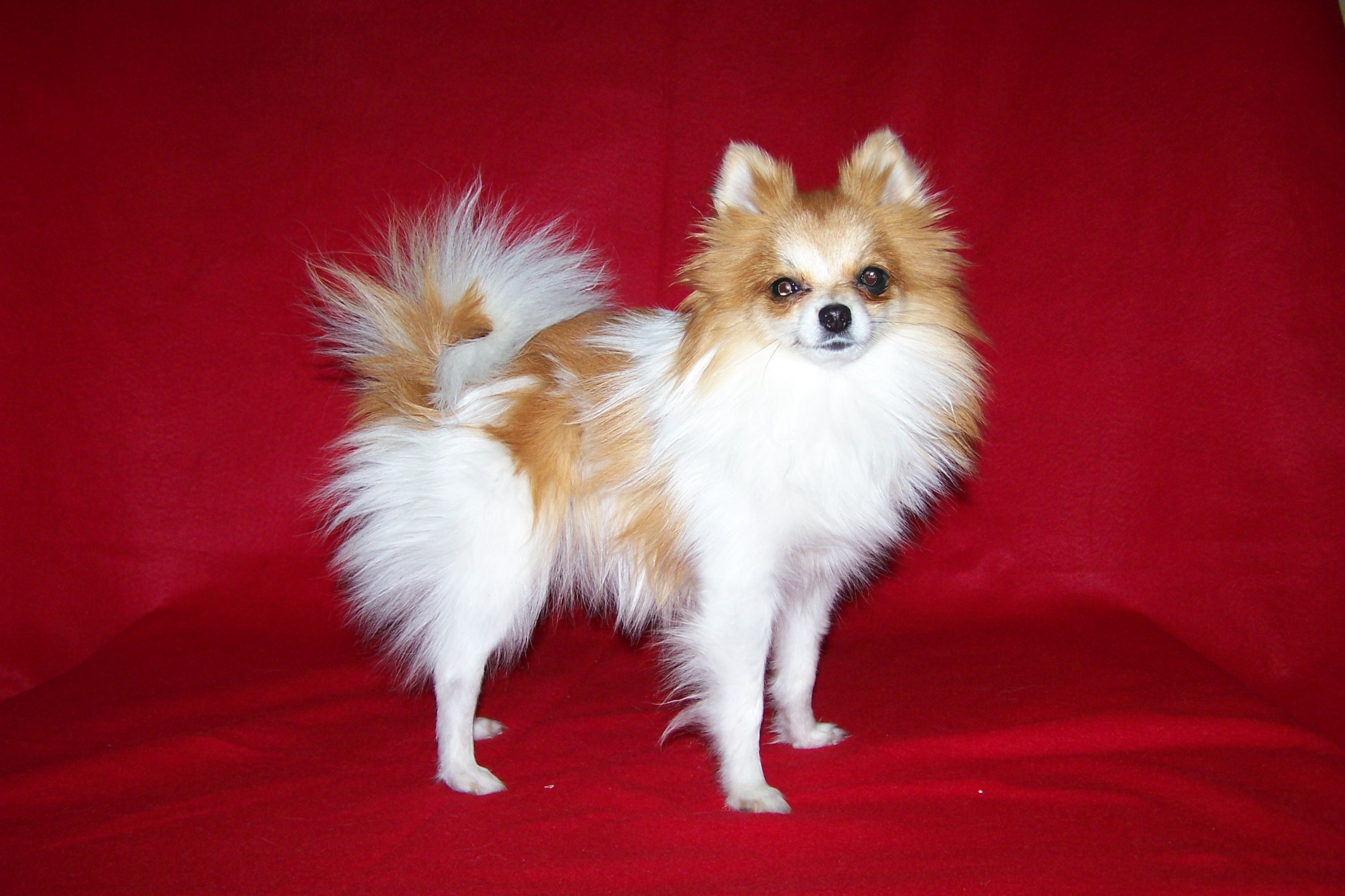 Avalon pomeranians best sale