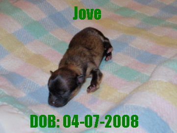 jove.jpg